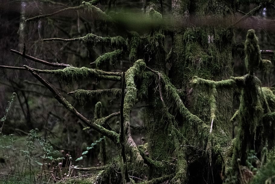 green leafed tree, forest, nature, moss, moody, branches, plant HD wallpaper