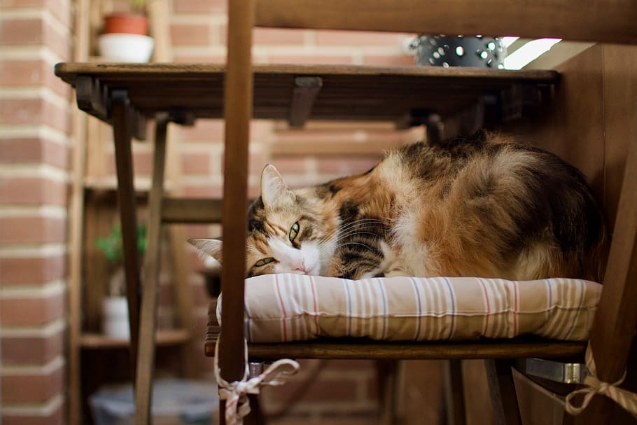 Pebe in the balcony, long-fur brown and black cat on padded chair HD wallpaper