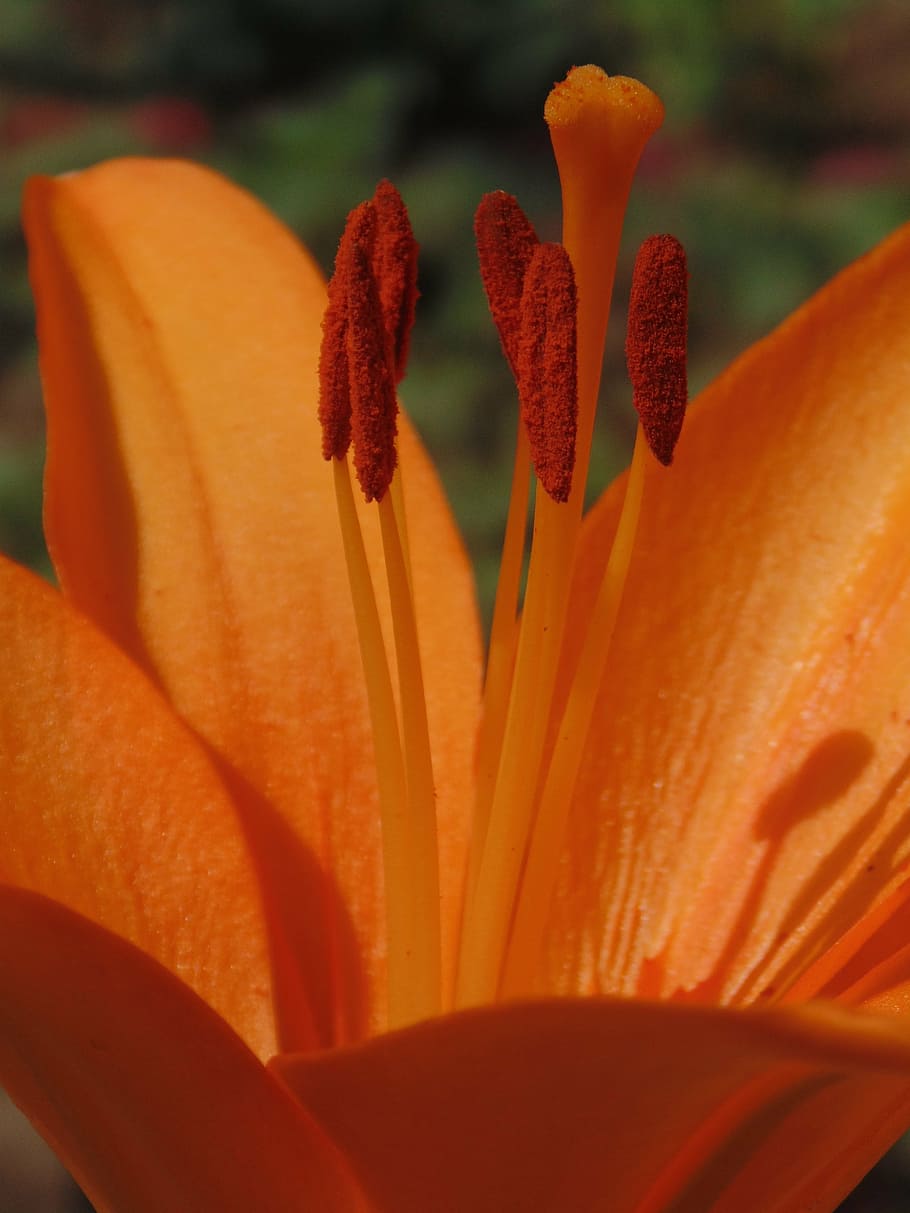 HD wallpaper: orange, flower, lily, nature, coloring, green, pestle ...