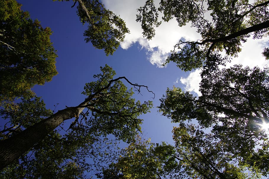 tree, sky, clouds, blue, mood, log, landscape, blue sky, plant HD wallpaper
