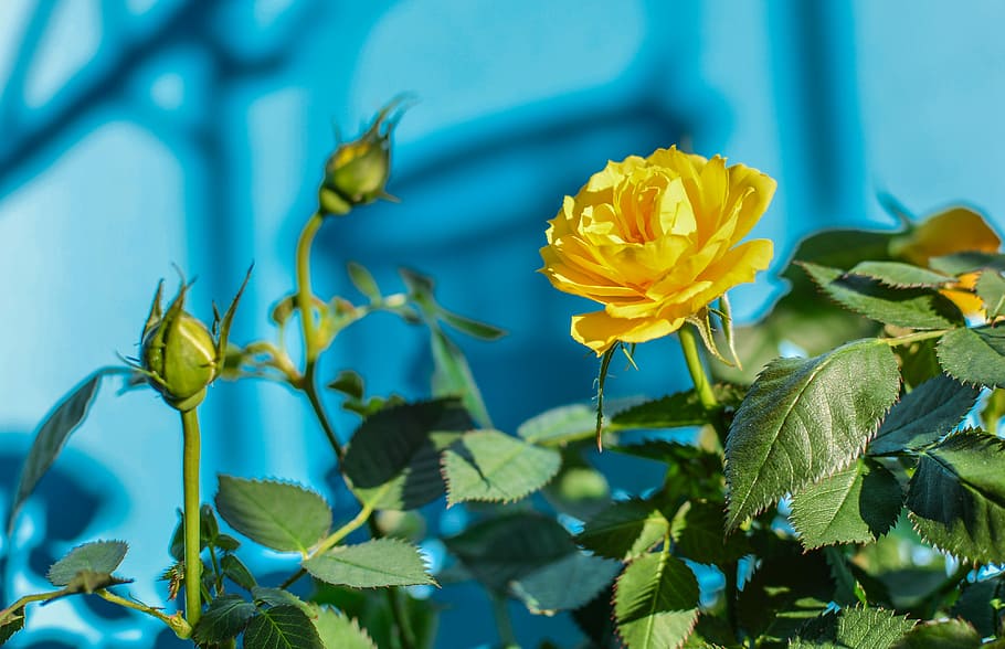 yellow rose flower, nature, leaf, flora, summer, beautiful HD wallpaper