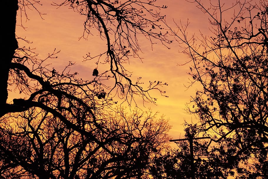 sunset, trees, sky, nature, orange, dusk, forest, colorful HD wallpaper