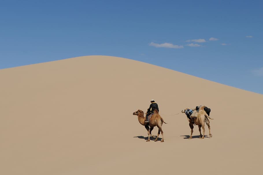 man riding camel, Mongolia, Desert, Gobi, Sand Dune, desert landscape, HD wallpaper