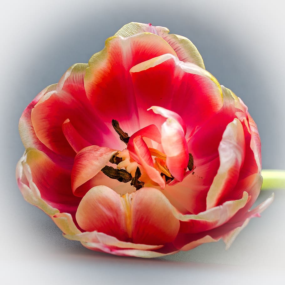 tulip, tulip head, blossom, bloom, flower, tulipa, floral greeting, HD wallpaper