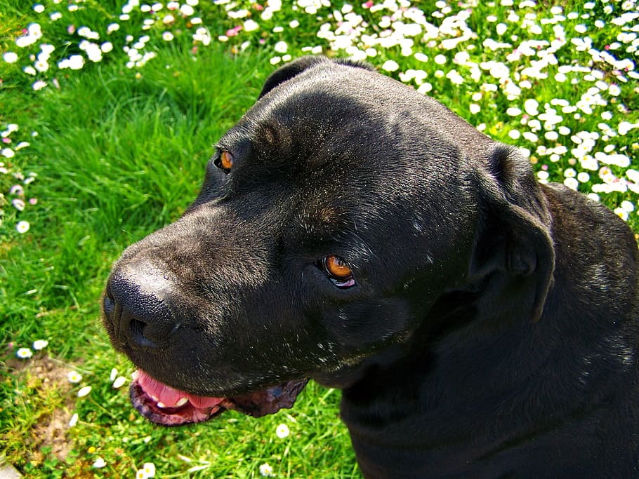 black dog, pets, animal, purebred Dog, cute, canine, outdoors HD wallpaper