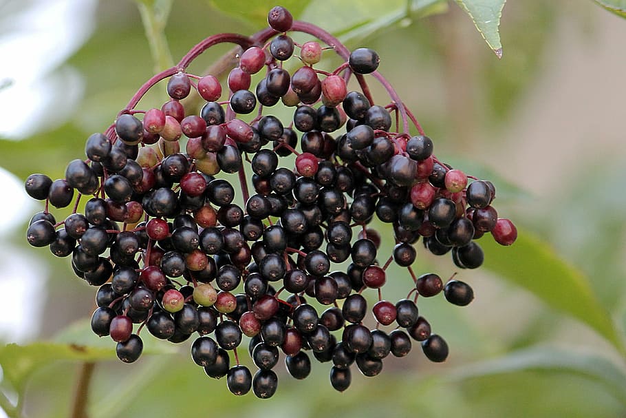 elder, elderberries, black elderberry, holder bush, food and drink HD wallpaper