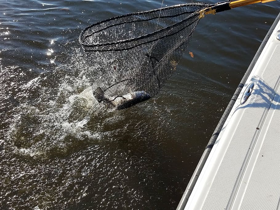 speckle, trout, catch, water, high angle view, day, nature HD wallpaper
