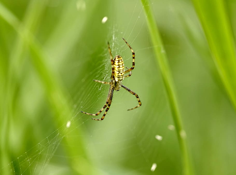 Spider, Wasp, Yellow, Strips, Cobweb, macro, insect, green HD wallpaper