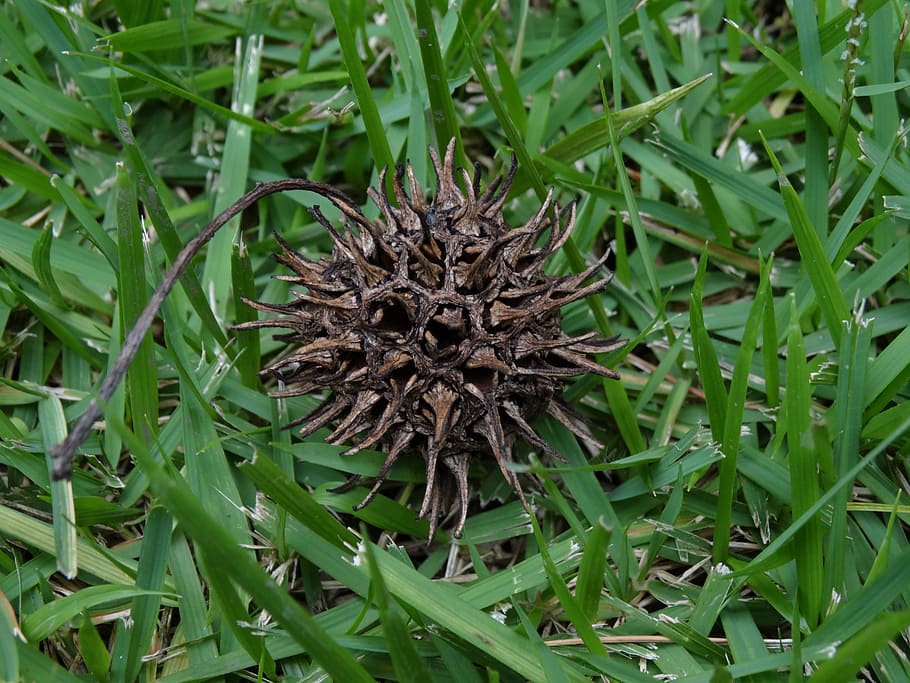 thorns, cone, tree, flying, araucaria, pinheiro, plant, green color HD wallpaper