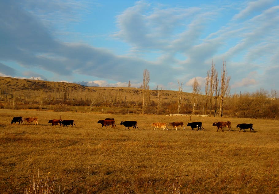 cows, animals, landscape, hill, sky, nature, view, caucasus HD wallpaper