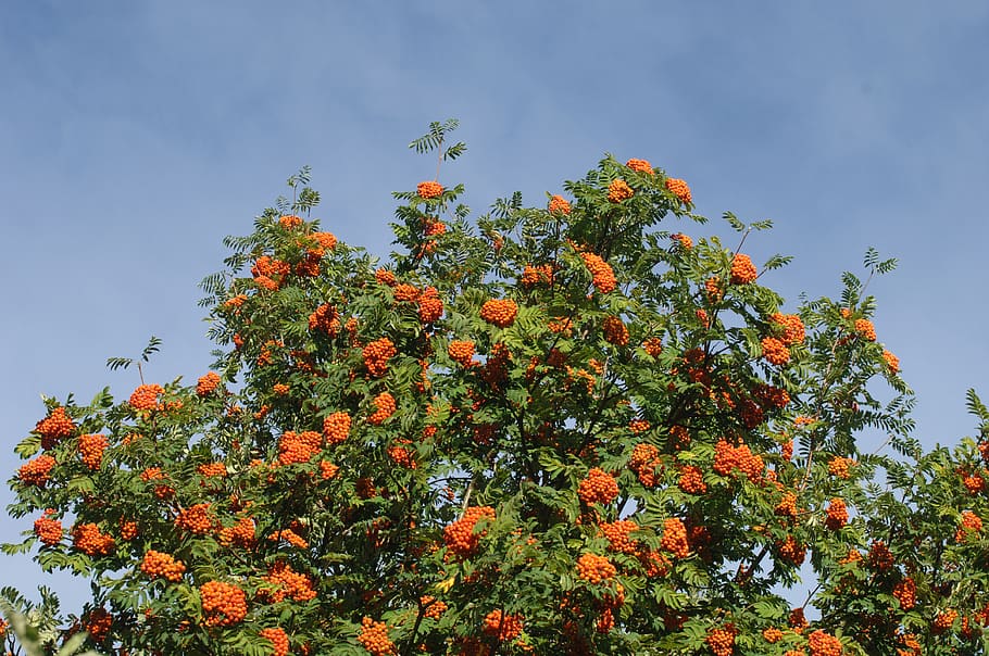 rowan berries, crown, tree, plant, growth, beauty in nature HD wallpaper