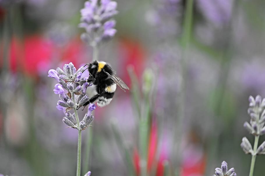 fictional, hummel, insect, nature, animal, blossom, bloom, close HD wallpaper