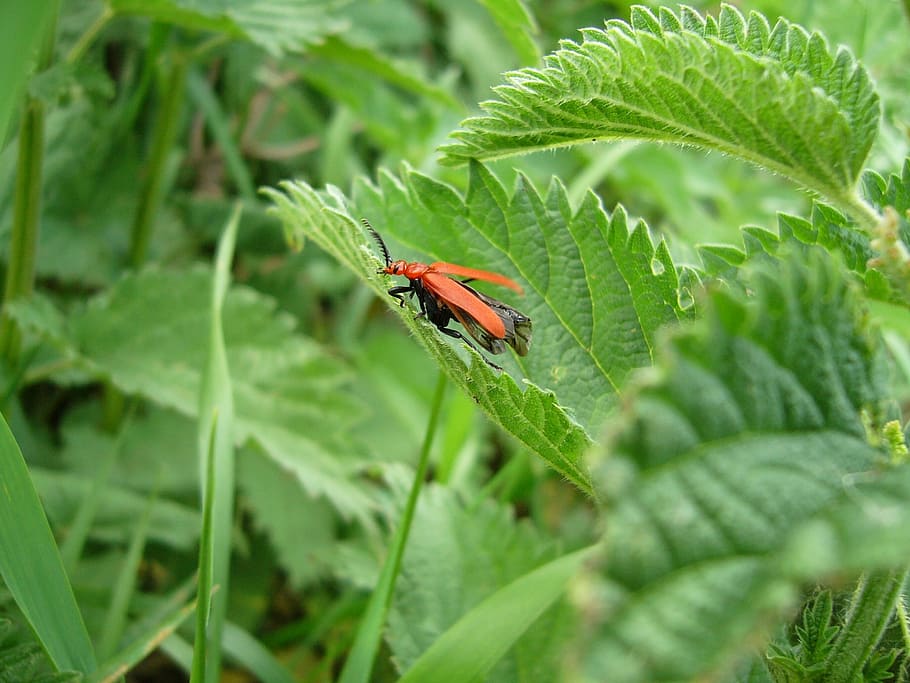 green, foliage, beetle, red, spring, plant part, green color HD wallpaper