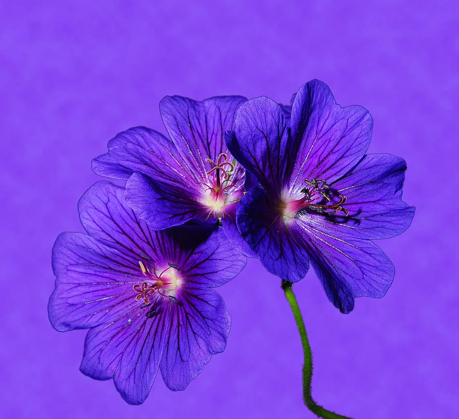 flower, flowers, blue, close, color, back light, colorful, intensive HD wallpaper