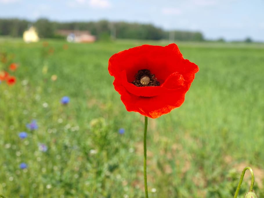 Poppy, Meadow, Flower, nature, red, field, summer, plant, outdoors HD wallpaper