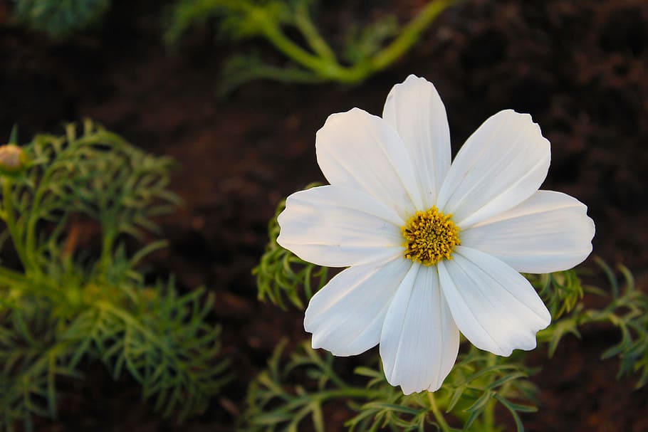 Selective Focus Photography of White Cosmos Flower, blooming HD wallpaper