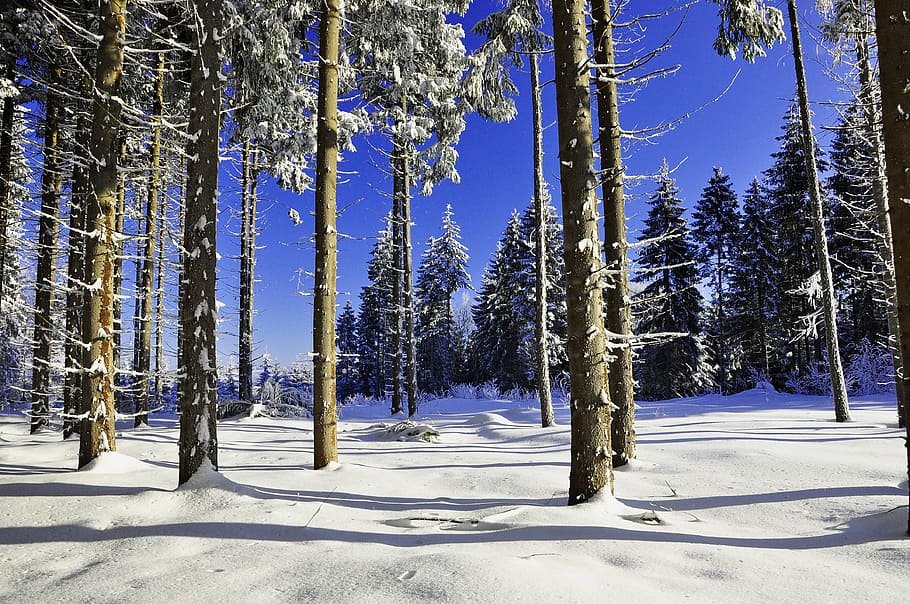 snow, landscape, snowy, cold, winter, sun, tree, cold temperature HD wallpaper