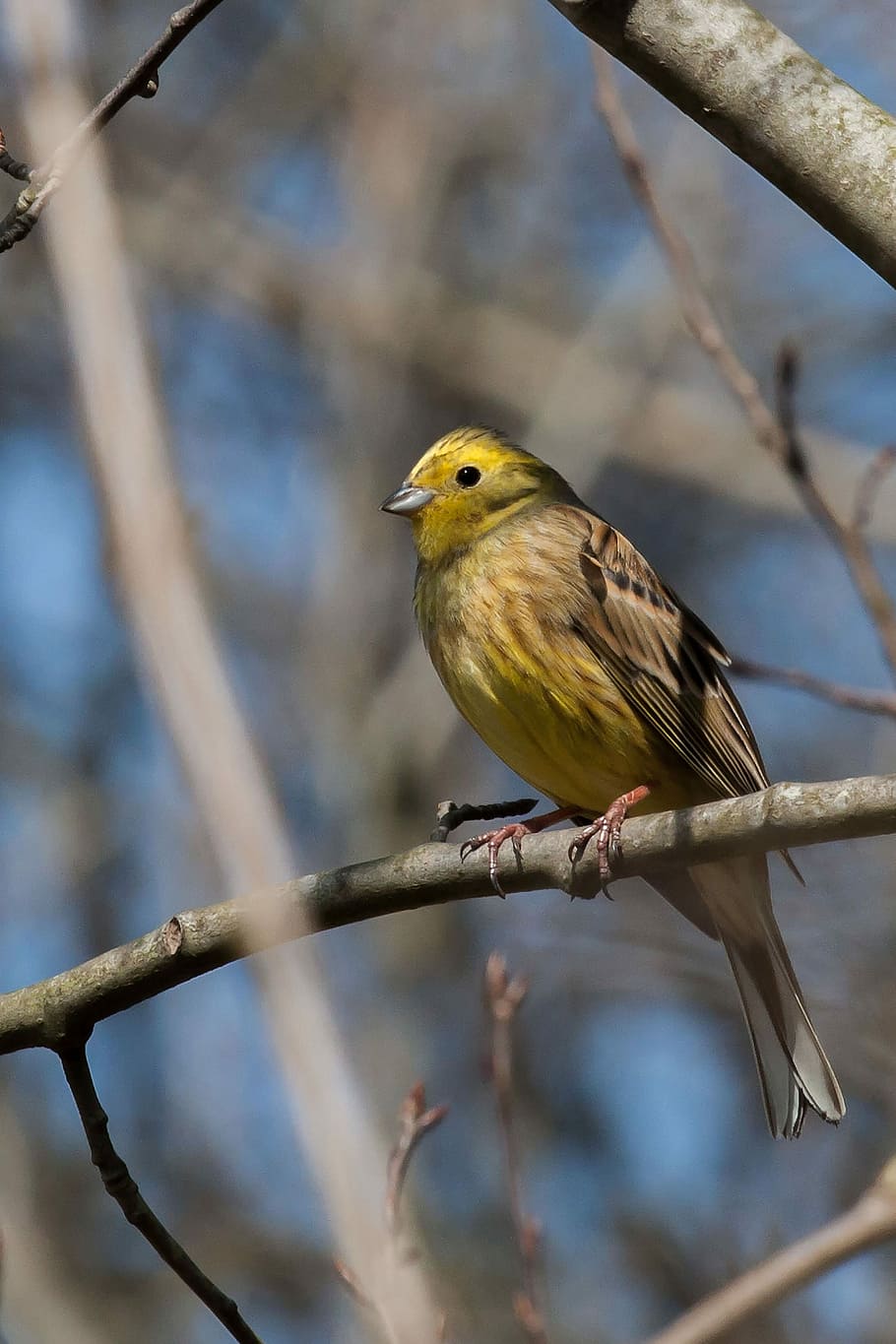 selective focus photography of bird perching on branch, nature HD wallpaper