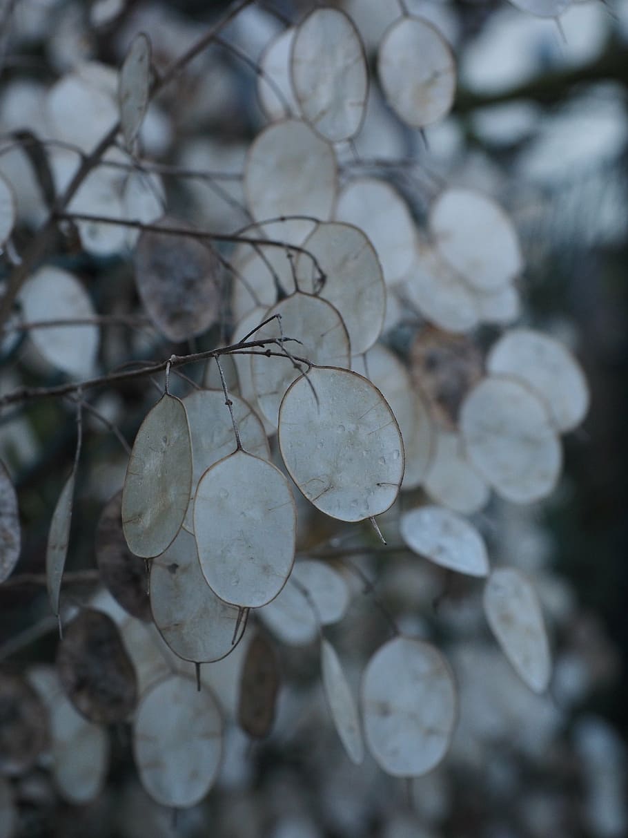 silver leaf, lunaria, silberling, judas schilling, honesty, HD wallpaper