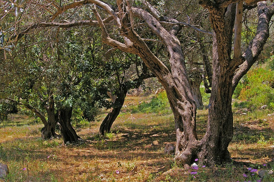 green leafed trees, olive trees, old, log, wood, olives, plantation HD wallpaper