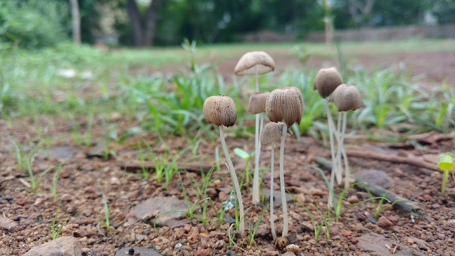 green, grass, stone, vegetable, mushroom, food, fungus, plant HD wallpaper