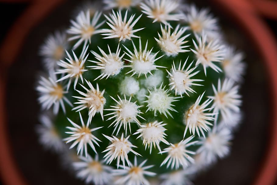 cactus, plant, dea, green, macro, flowerpot, nature, beautiful HD wallpaper