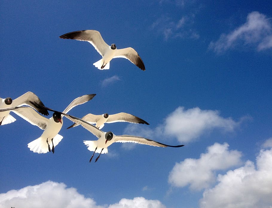 Seagulls, Freedom, Flying, Birds, Nature, blue, sky, wings, HD wallpaper