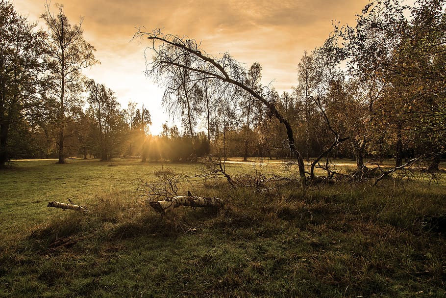 forest, sunrise, landscape, light, mystical, morgenstimmung HD wallpaper