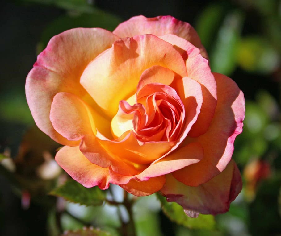 ros, garden, summer, flowering plant, rose, vulnerability, beauty in nature HD wallpaper