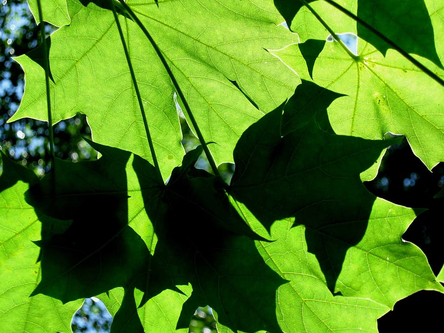 green, foliage, summer, shadow, leaf, plant part, green color HD wallpaper