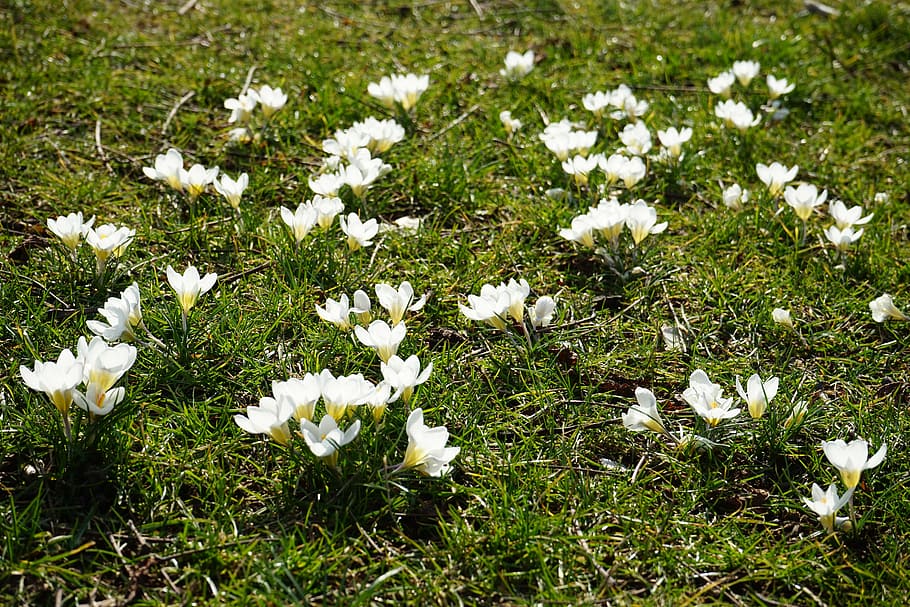 crocus, white, light, flower, spring, bühen, colorful, beautiful HD wallpaper