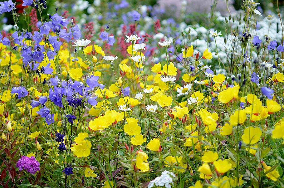 bed of flowers, nature, macro, leaf, background, plant, white HD wallpaper