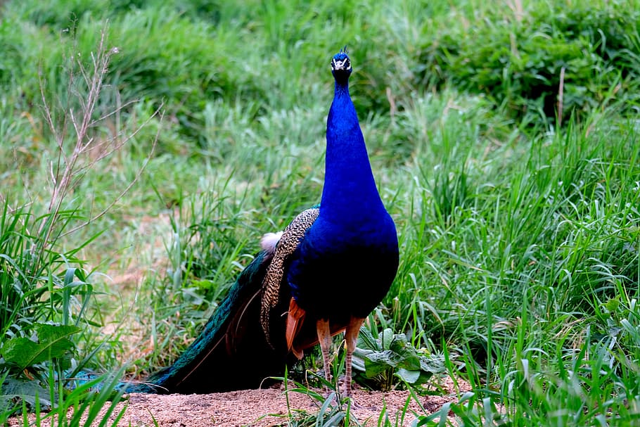 Peacock, Bird, Pride, Feather, Nature, animal, blue, colorful HD wallpaper