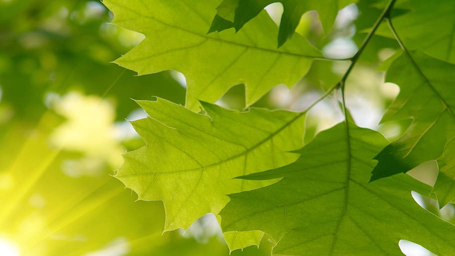 green, nature, light, plant part, leaf, green color, growth HD wallpaper