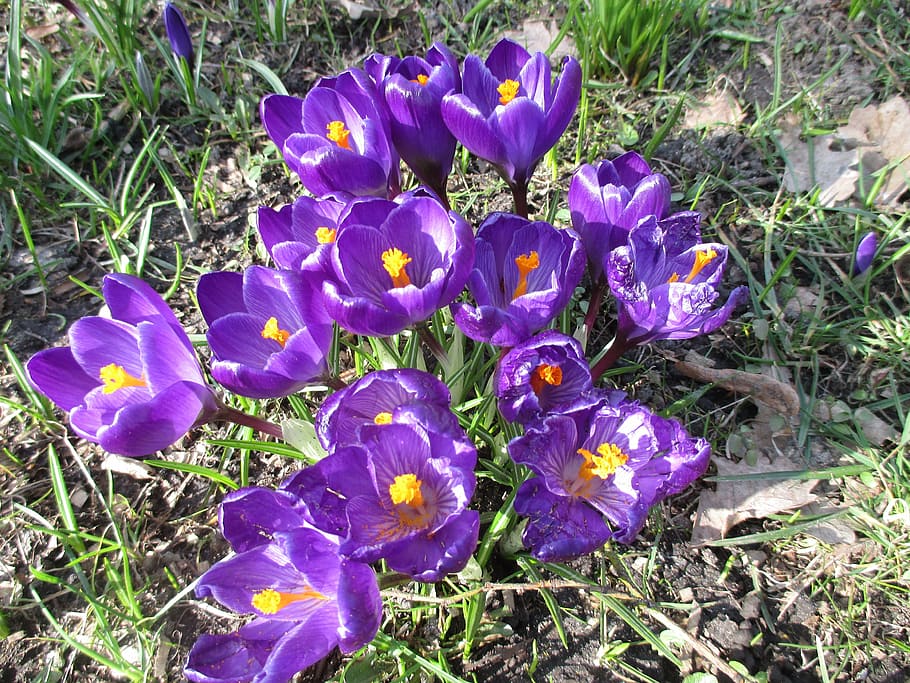flowers, crocus, spring, purple, bloom, nature, plant, garden HD wallpaper