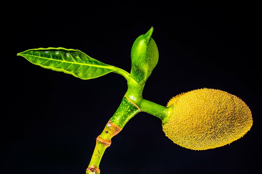 jack fruit photo, young jackfruit, tropical, close, food, nature HD wallpaper