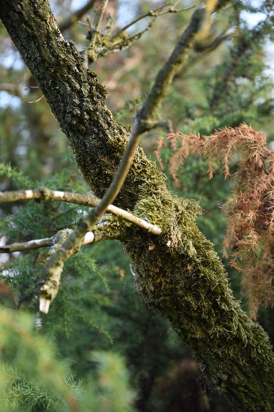 moss, trees, forest, nature, tribe, wilderness, plant, growth HD wallpaper