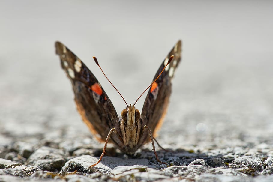 low-angle photography of brown moth on gravels, butterfly on rocks HD wallpaper