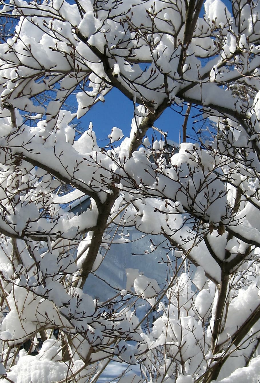 winter, snow, sky, outdoors, tree, branch, low angle view, plant HD wallpaper