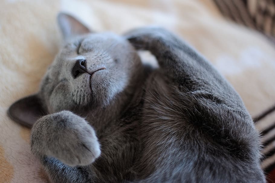 black cat on white textile, grey, pets, animals, kitten, cats HD wallpaper