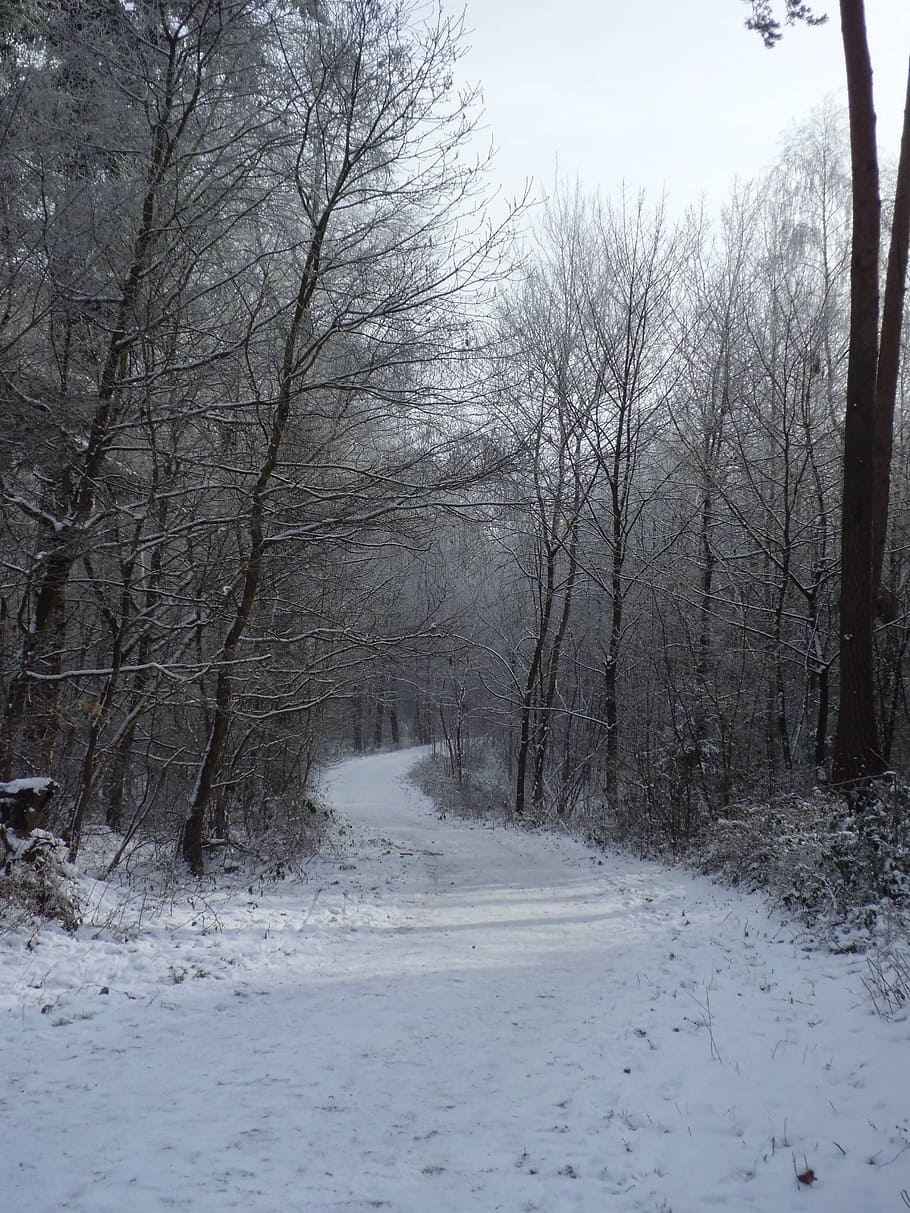 snow, wintry, trees, away, snowy, cold temperature, winter HD wallpaper