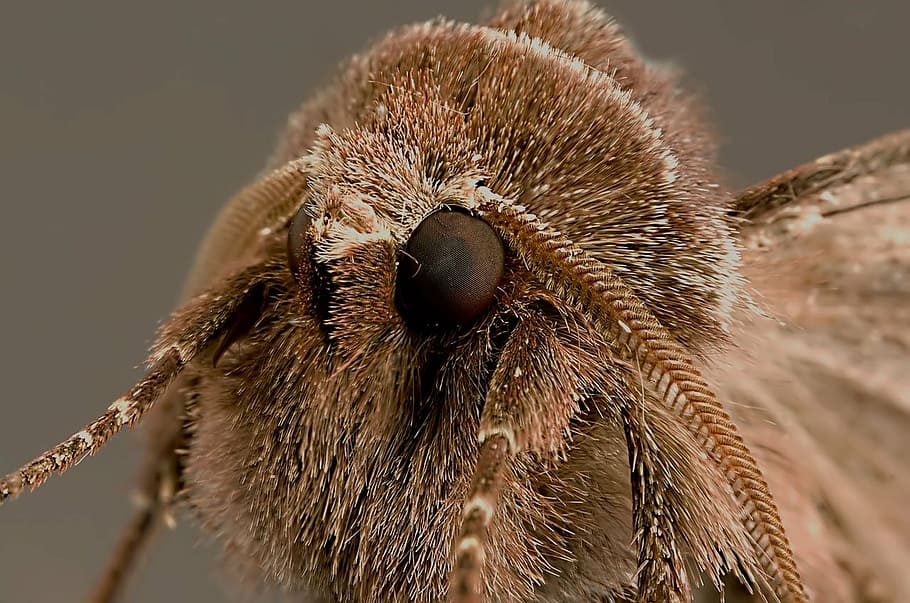 moth, animal, bug, insect, nature, tiny, macro, monster, animal themes HD wallpaper