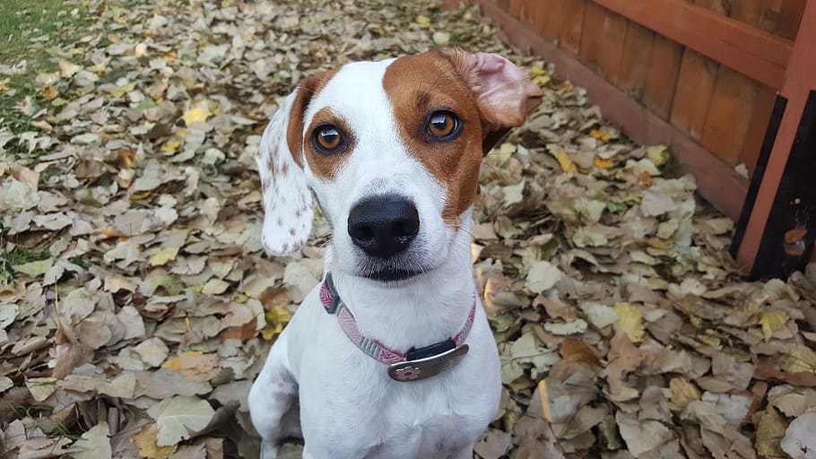dog, pet, fall, leaves, animal, canine, cute, puppy, domestic HD wallpaper