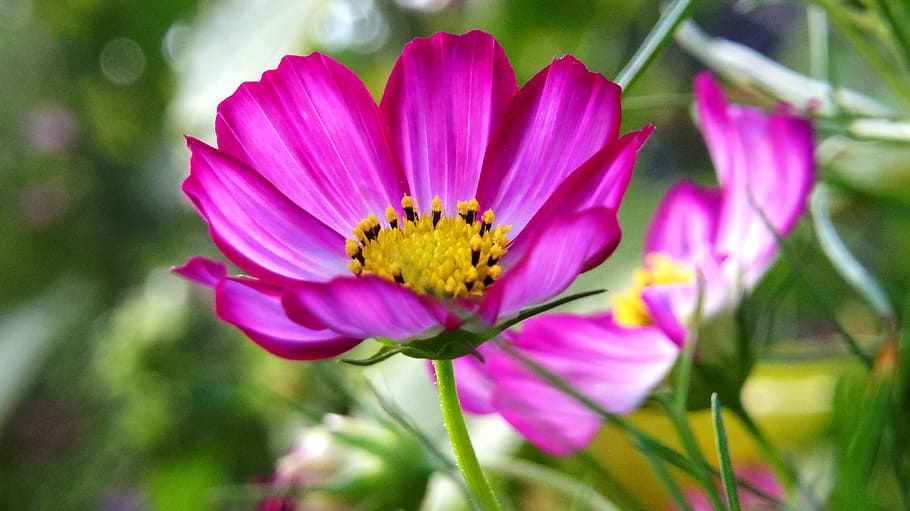 flowers, petals, blur, bloom, blooming, blossom, close-up, delicate HD wallpaper