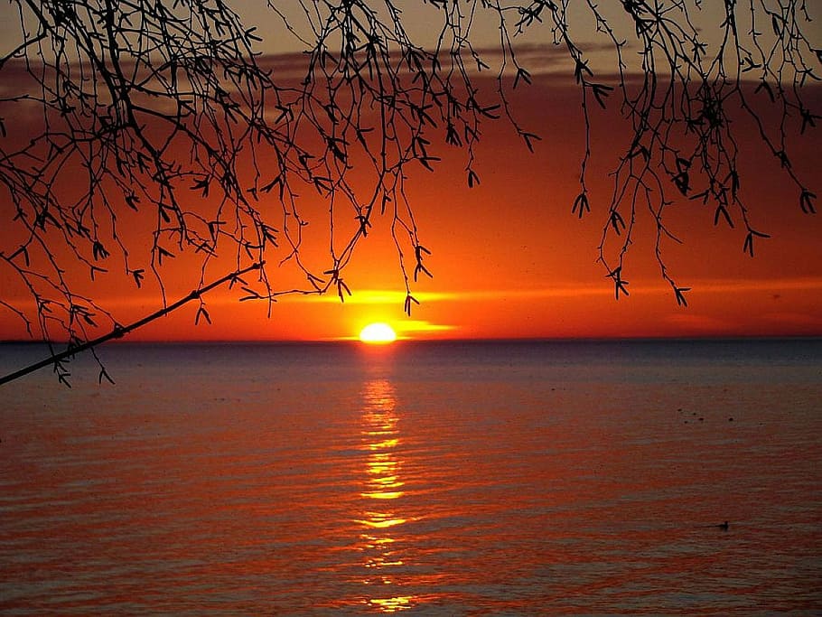 golden hour on beach shore, sunset, lake, water, tree, duck HD wallpaper