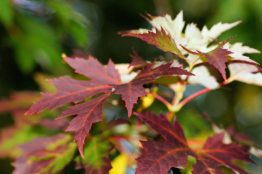 maple, leaves, colorful, forest, needle leaf maple, back light HD wallpaper