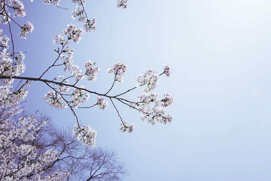 摄于上海植物园, person showing white leafed tree during daytime HD wallpaper