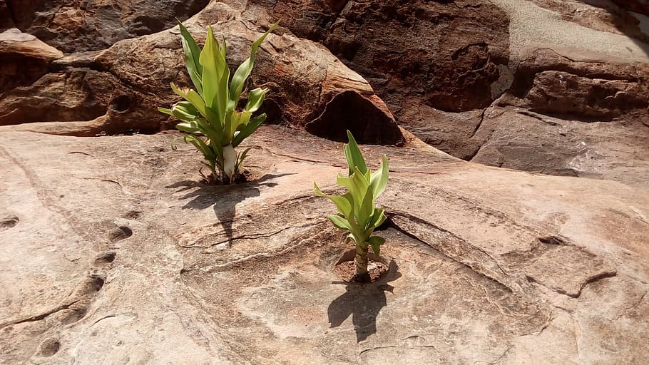 survive, rocks, plant, growth, nature, plant part, leaf, no people HD wallpaper