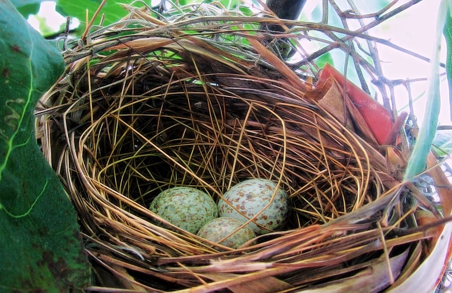 eggs, bird nest, spring, nature, animal, natural, baby, hatch HD wallpaper