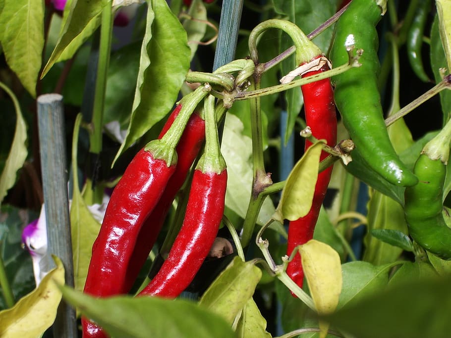 chilli, plant, vegetable, spices, red, pepper, chili pepper HD wallpaper